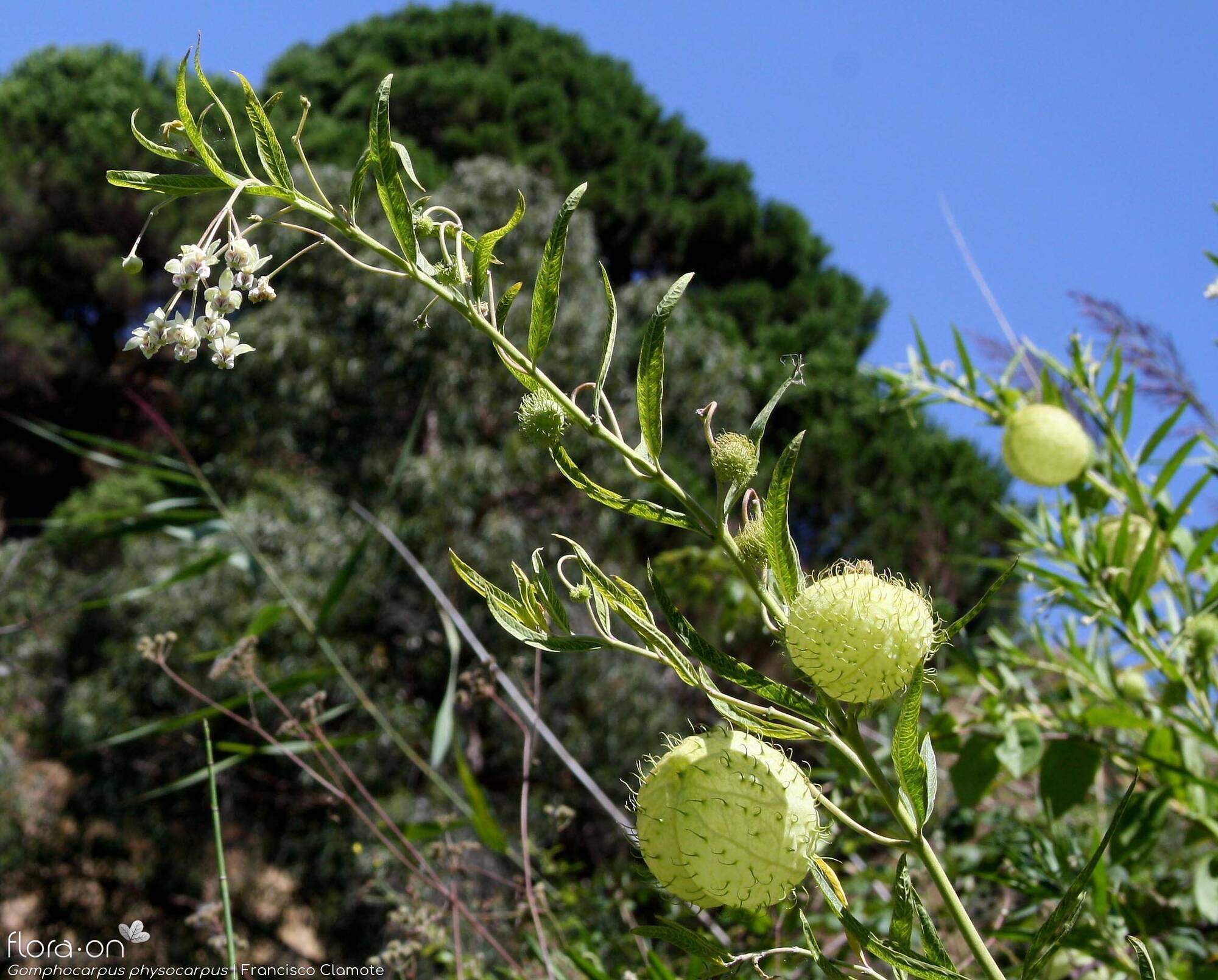 Gomphocarpus physocarpus - Hábito | Francisco Clamote; CC BY-NC 4.0