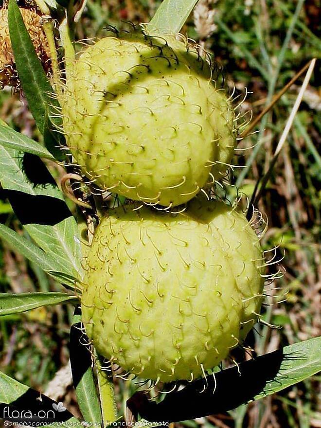 Gomphocarpus physocarpus - Fruto | Francisco Clamote; CC BY-NC 4.0