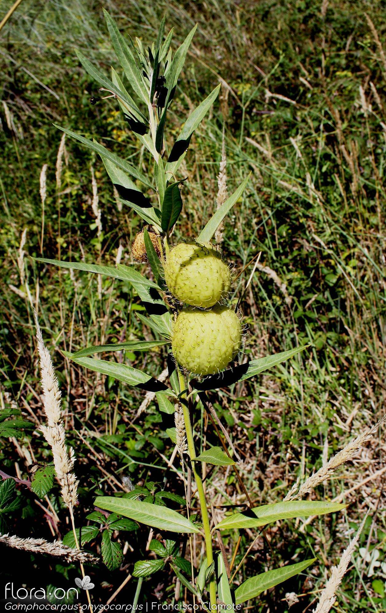 Gomphocarpus physocarpus - Fruto | Francisco Clamote; CC BY-NC 4.0