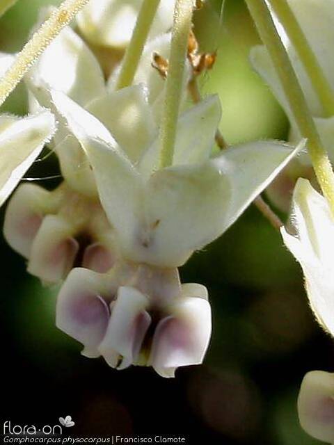 Gomphocarpus physocarpus - Flor (close-up) | Francisco Clamote; CC BY-NC 4.0