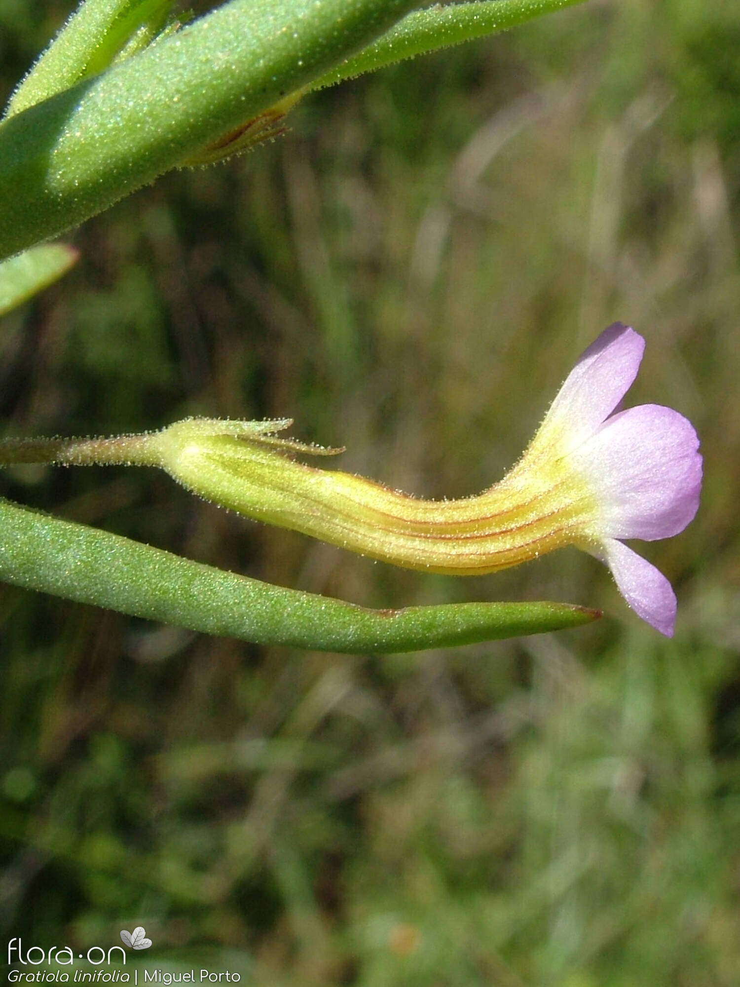 Gratiola-linifolia_TfRx.jpg