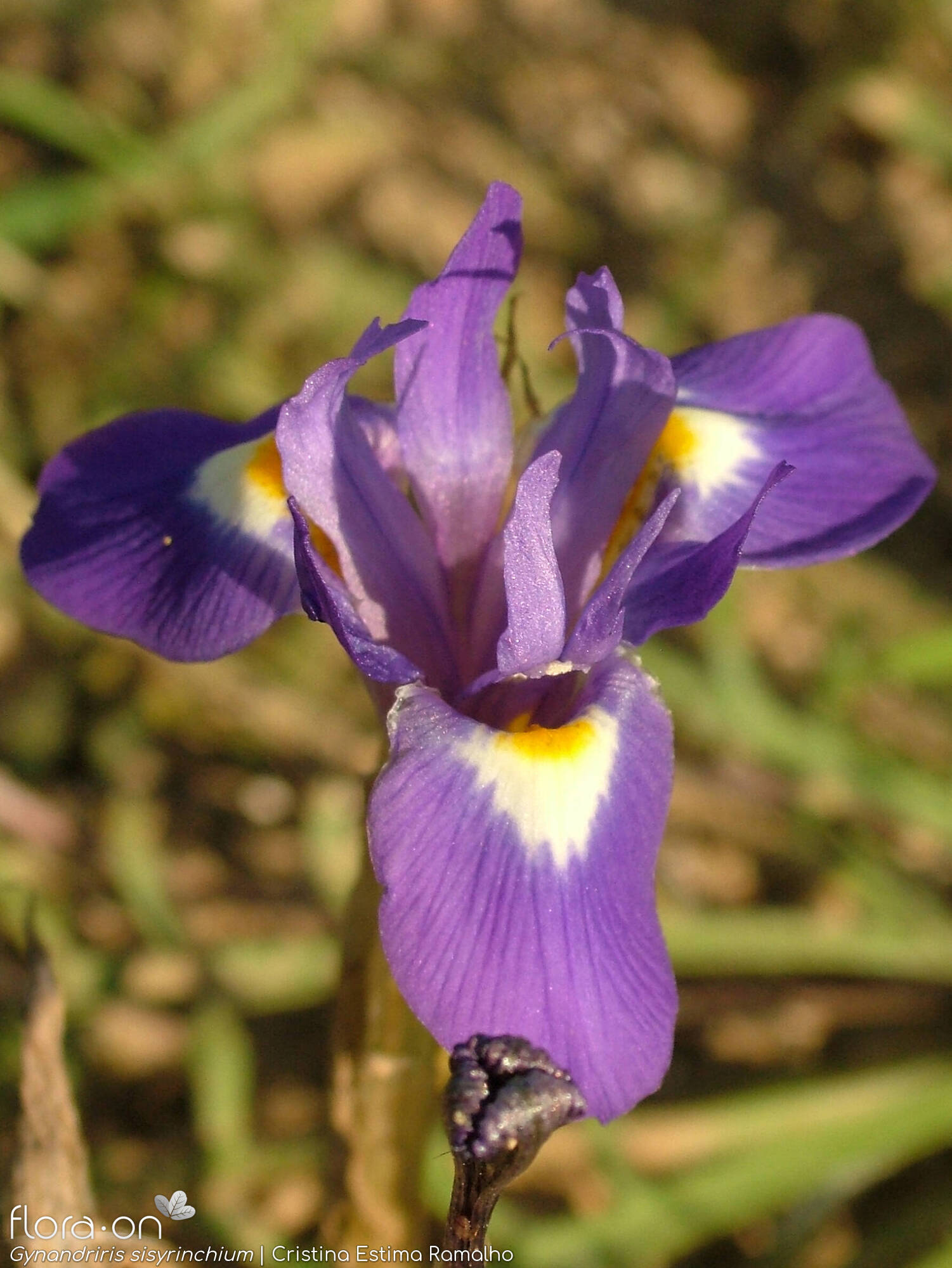 Gynandriris sisyrinchium - Flor (close-up) | Cristina Estima Ramalho; CC BY-NC 4.0