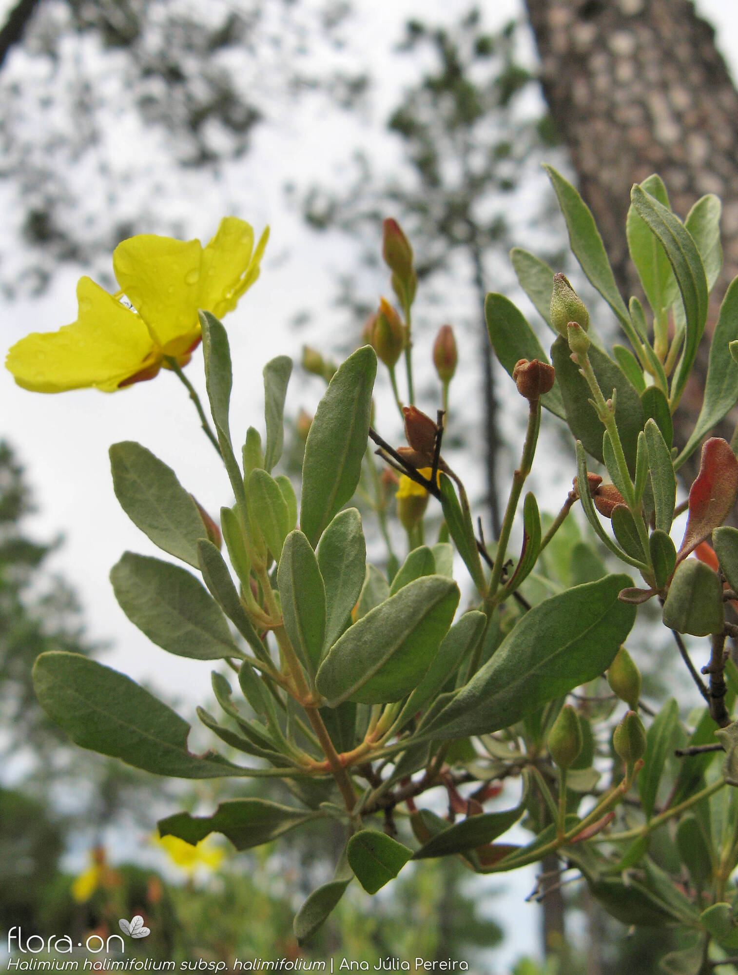 Halimium halimifolium - Flor (geral) | Ana Júlia Pereira; CC BY-NC 4.0