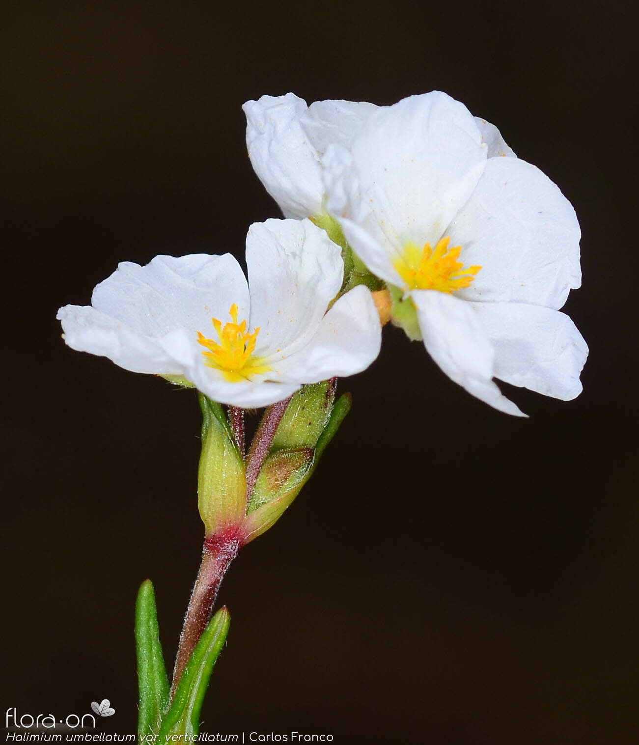 Halimium umbellatum - Flor (close-up) | Carlos Franco; CC BY-NC 4.0