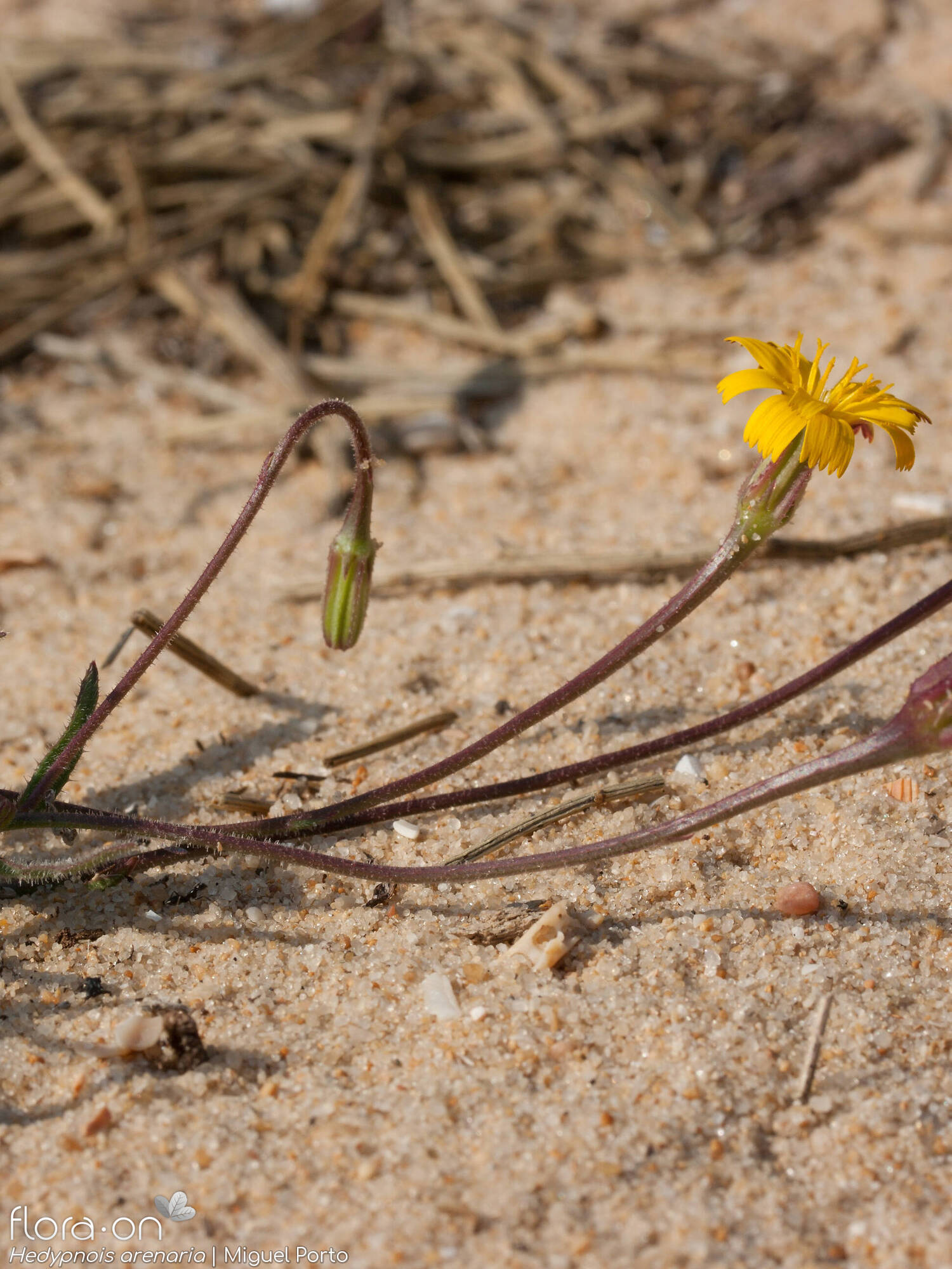 Hedypnois arenaria - Flor (geral) | Miguel Porto; CC BY-NC 4.0