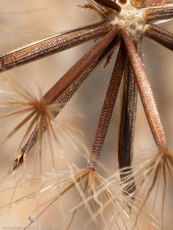 Hedypnois arenaria - Fruto | Miguel Porto; CC BY-NC 4.0