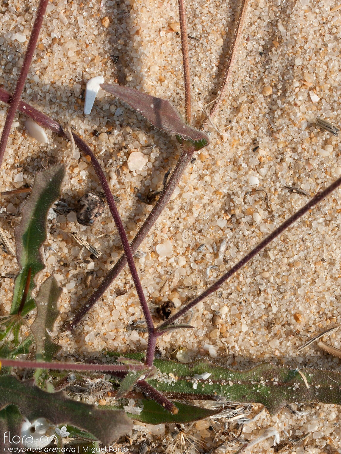 Hedypnois arenaria - Caule | Miguel Porto; CC BY-NC 4.0