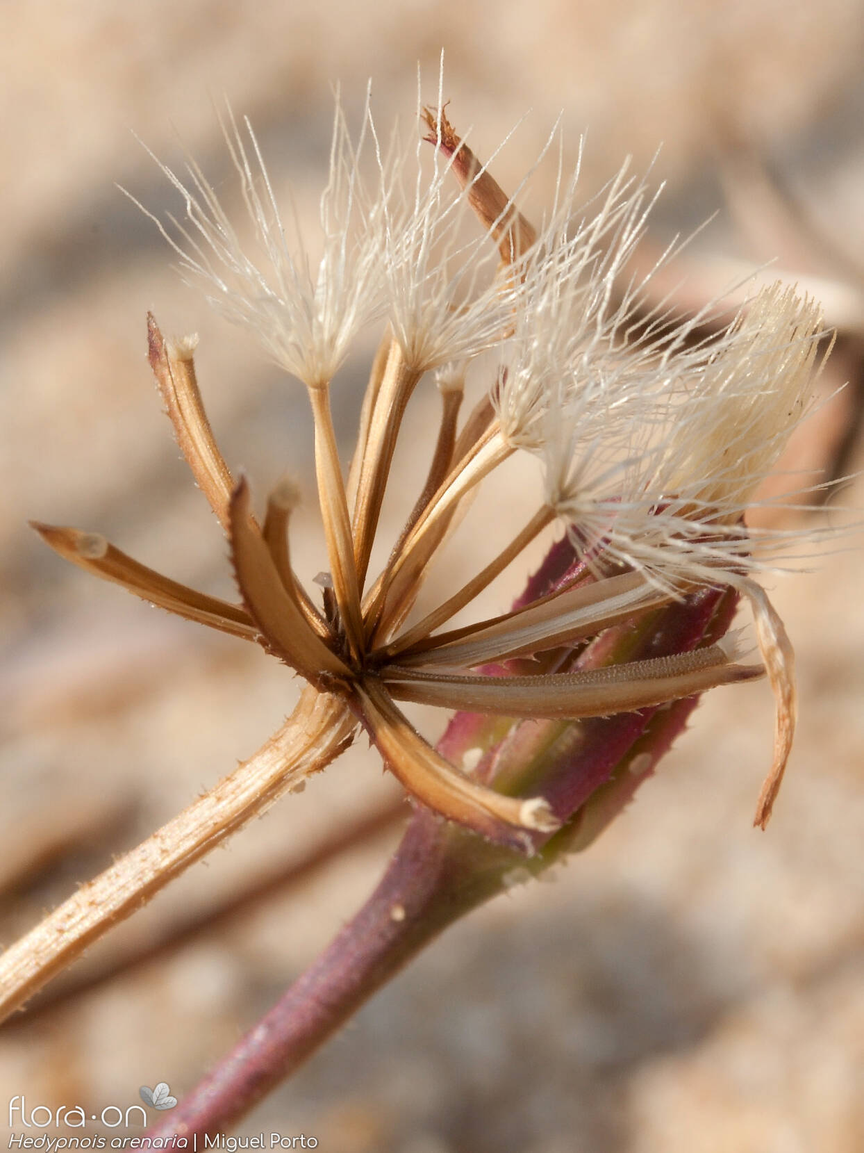 Hedypnois arenaria - Capítulo frutífero | Miguel Porto; CC BY-NC 4.0