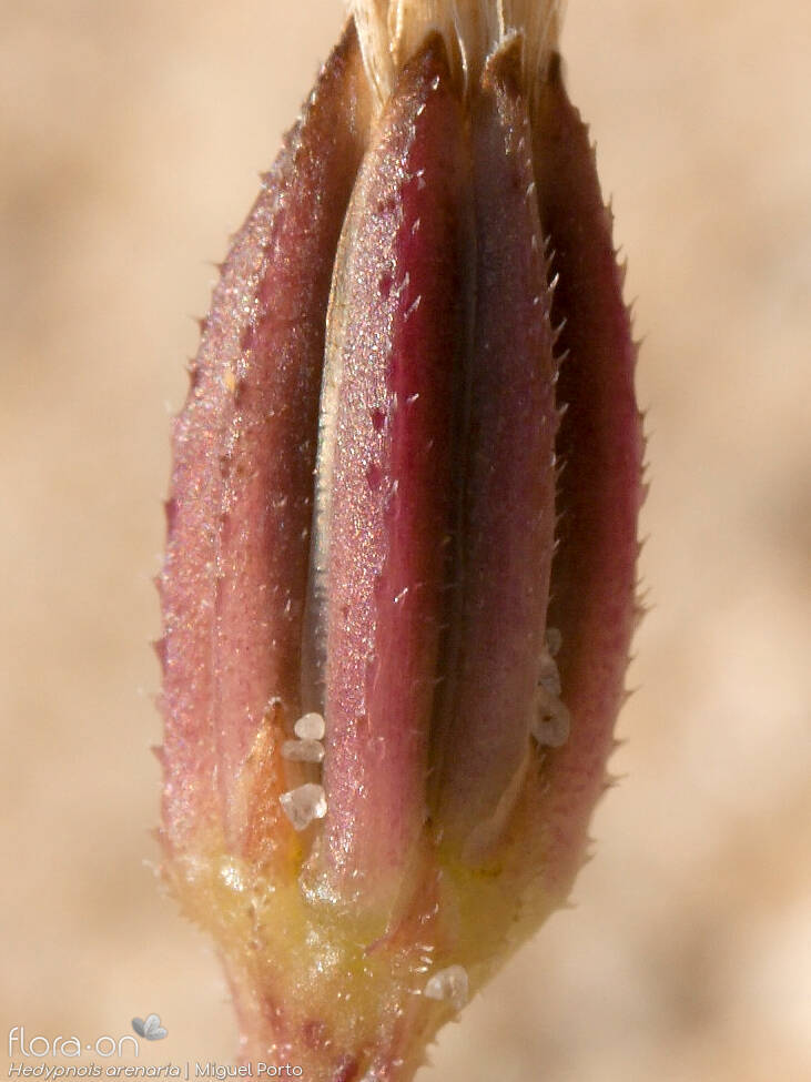 Hedypnois arenaria - Capítulo frutífero | Miguel Porto; CC BY-NC 4.0
