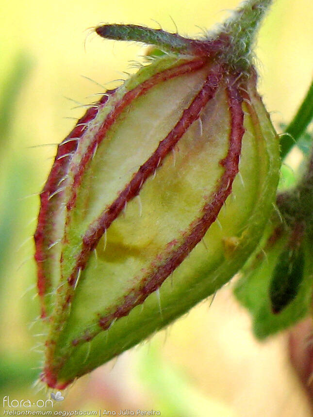 Helianthemum aegyptiacum - Cálice | Ana Júlia Pereira; CC BY-NC 4.0