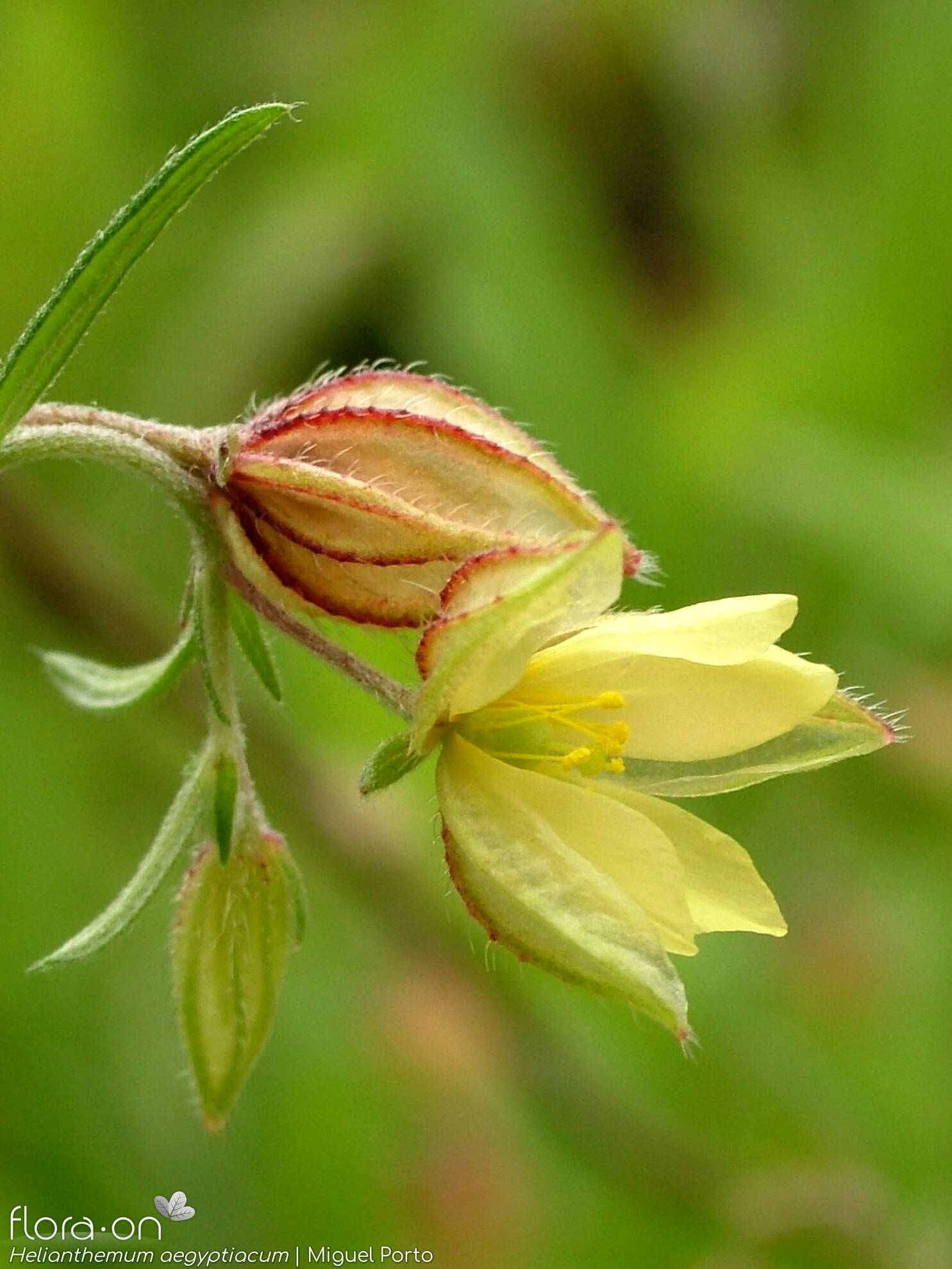 Helianthemum aegyptiacum - Flor (close-up) | Miguel Porto; CC BY-NC 4.0
