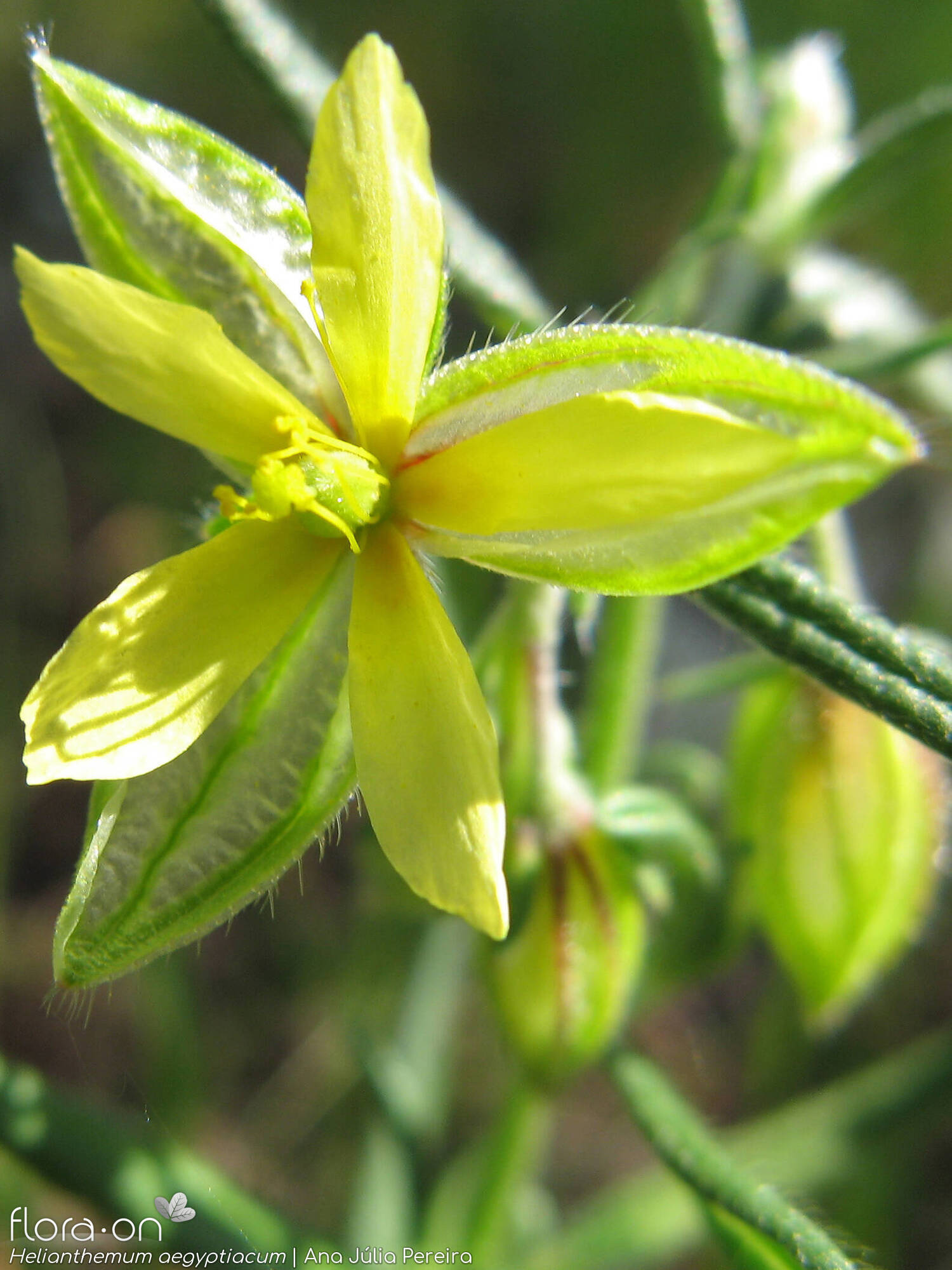 Helianthemum aegyptiacum - Flor (close-up) | Ana Júlia Pereira; CC BY-NC 4.0