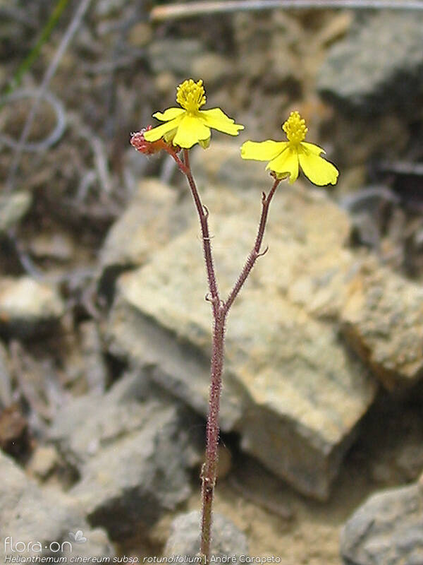 Helianthemum cinereum rotundifolium - Flor (geral) | André Carapeto; CC BY-NC 4.0