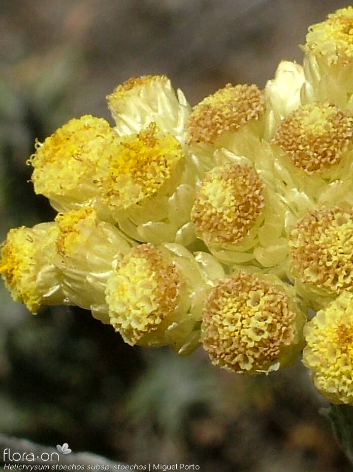 Helichrysum stoechas stoechas - Capítulo | Miguel Porto; CC BY-NC 4.0