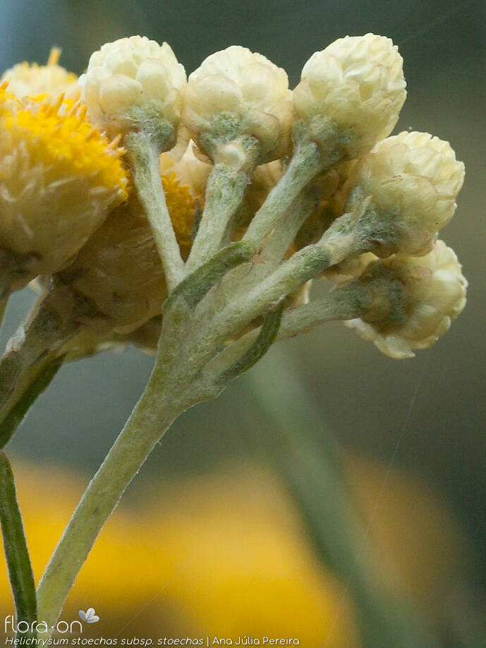 Helichrysum stoechas stoechas - Flor (geral) | Ana Júlia Pereira; CC BY-NC 4.0
