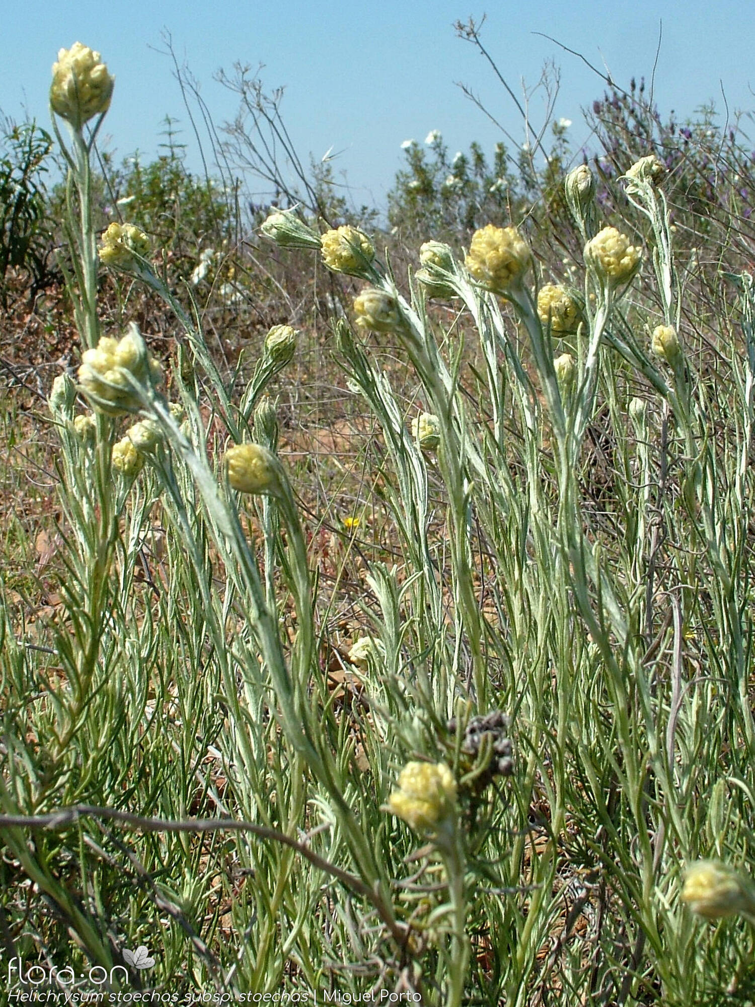 Helichrysum stoechas stoechas - Hábito | Miguel Porto; CC BY-NC 4.0