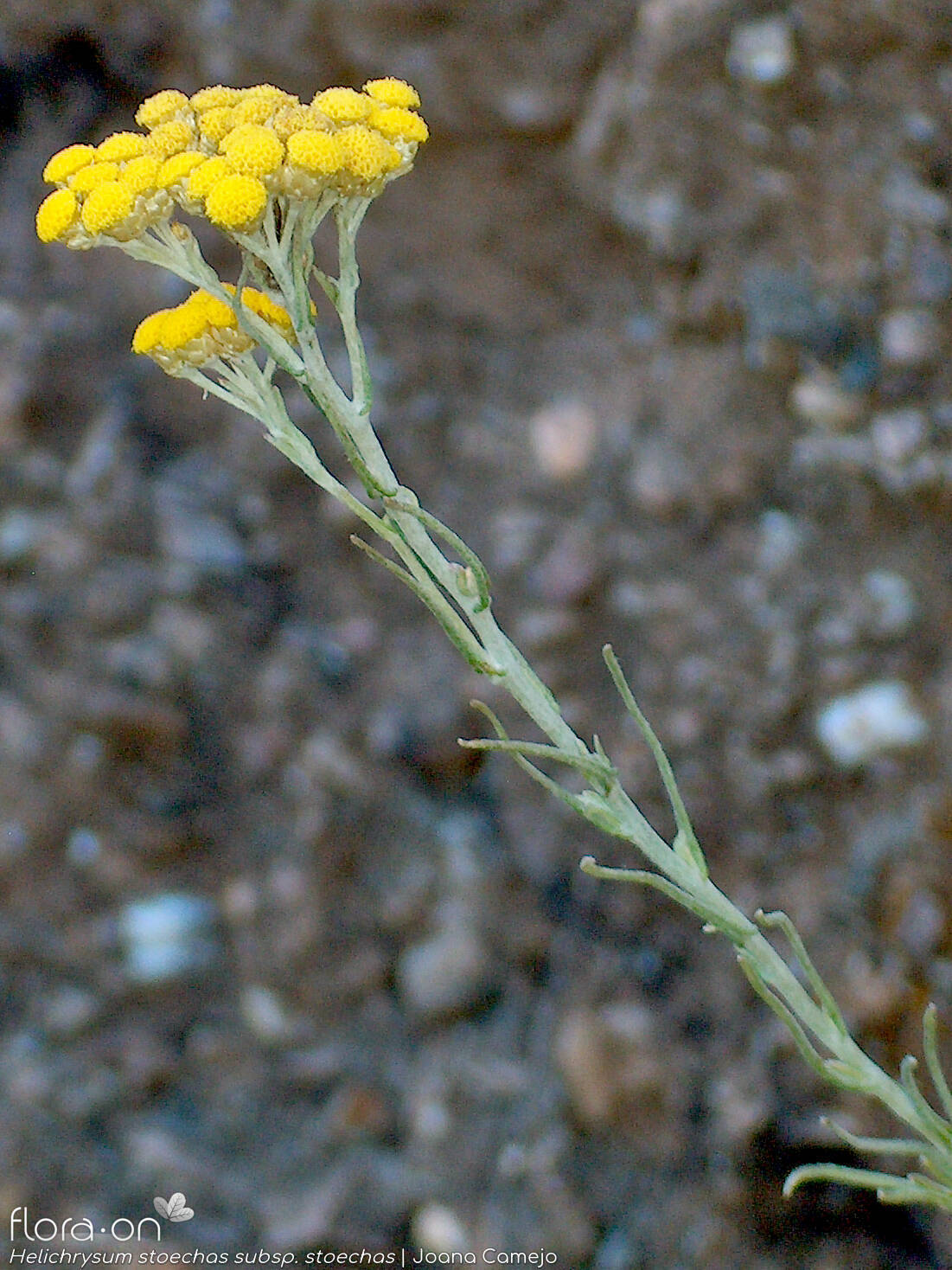 Helichrysum stoechas stoechas - Flor (geral) | Joana Camejo; CC BY-NC 4.0