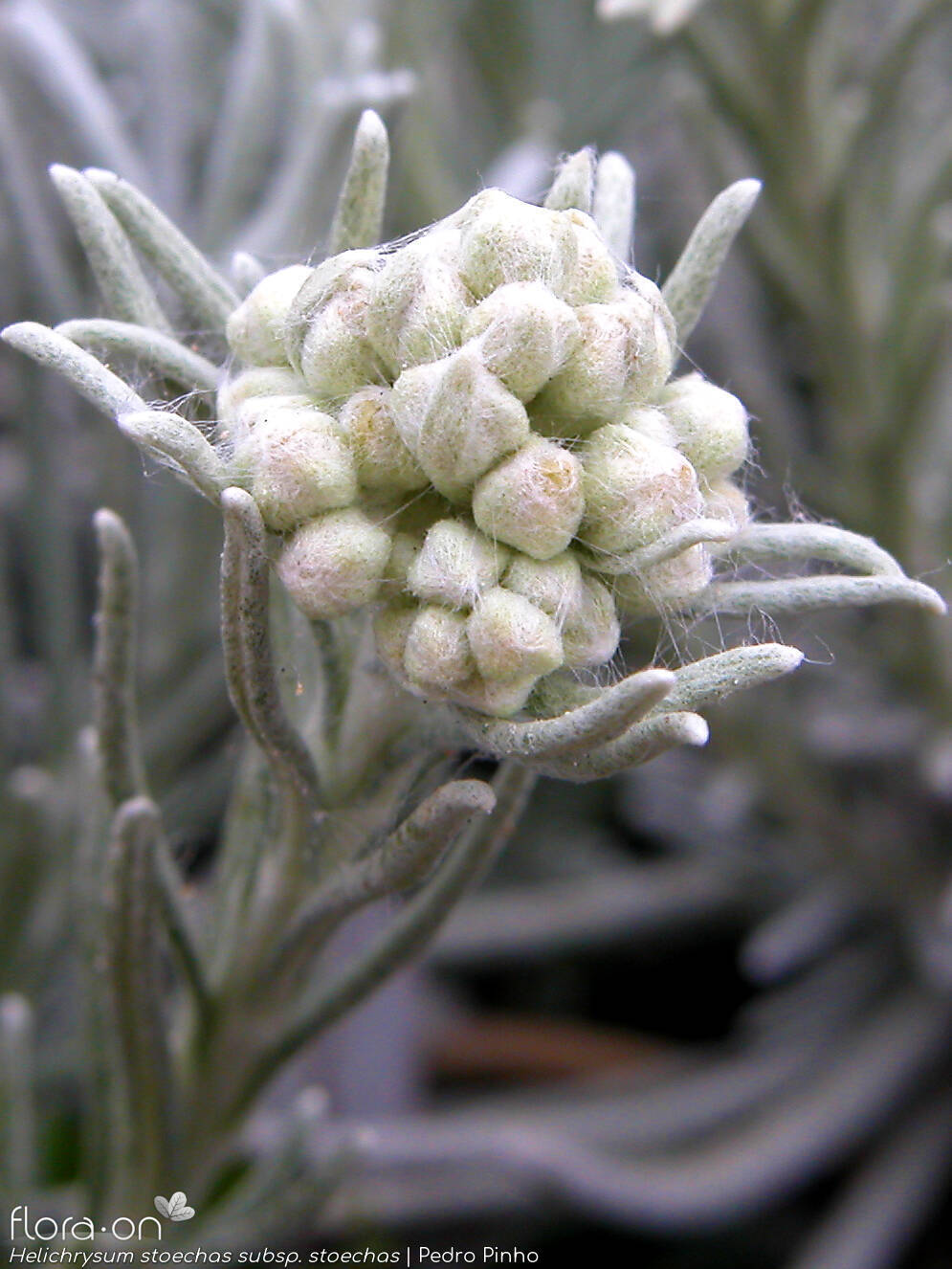 Helichrysum stoechas stoechas - Flor (geral) | Pedro Pinho; CC BY-NC 4.0