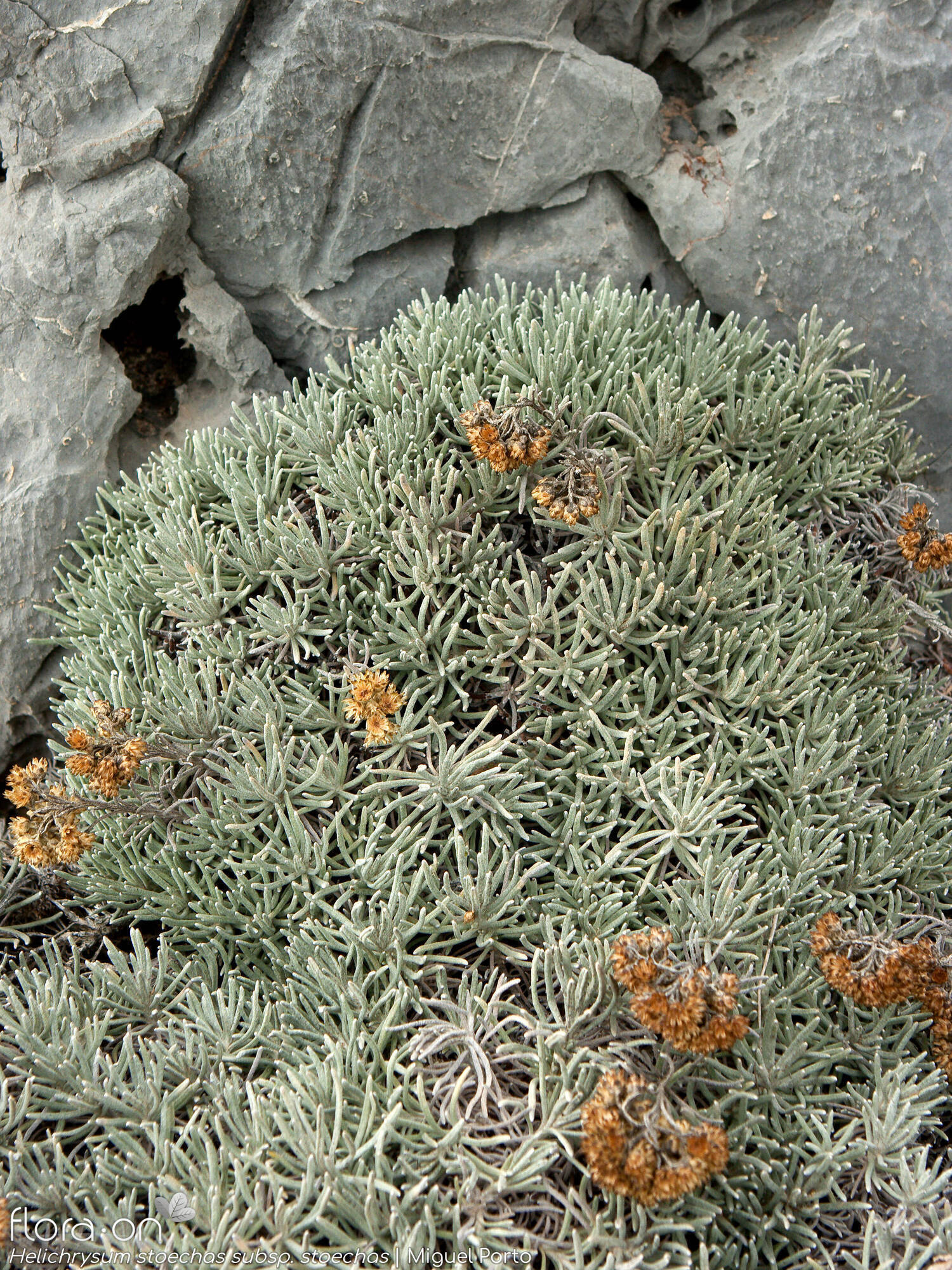 Helichrysum stoechas stoechas - Hábito | Miguel Porto; CC BY-NC 4.0