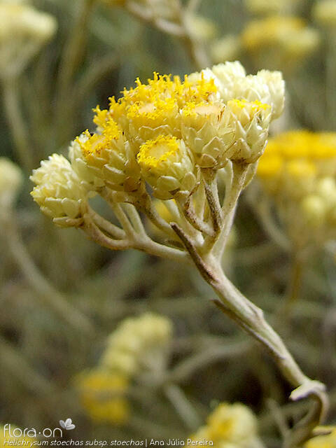Helichrysum stoechas stoechas - Bráctea | Ana Júlia Pereira; CC BY-NC 4.0