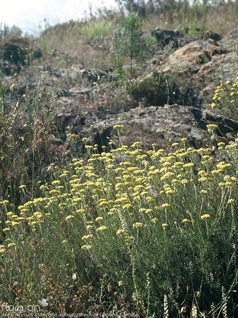 Helichrysum stoechas stoechas - Habitat | Joana Camejo; CC BY-NC 4.0