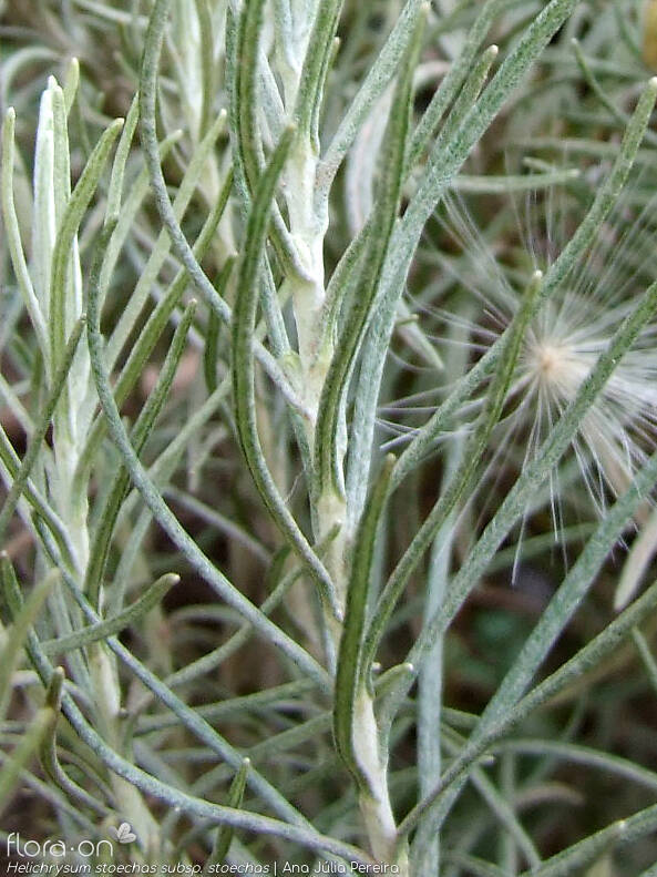 Helichrysum stoechas stoechas - Folha | Ana Júlia Pereira; CC BY-NC 4.0
