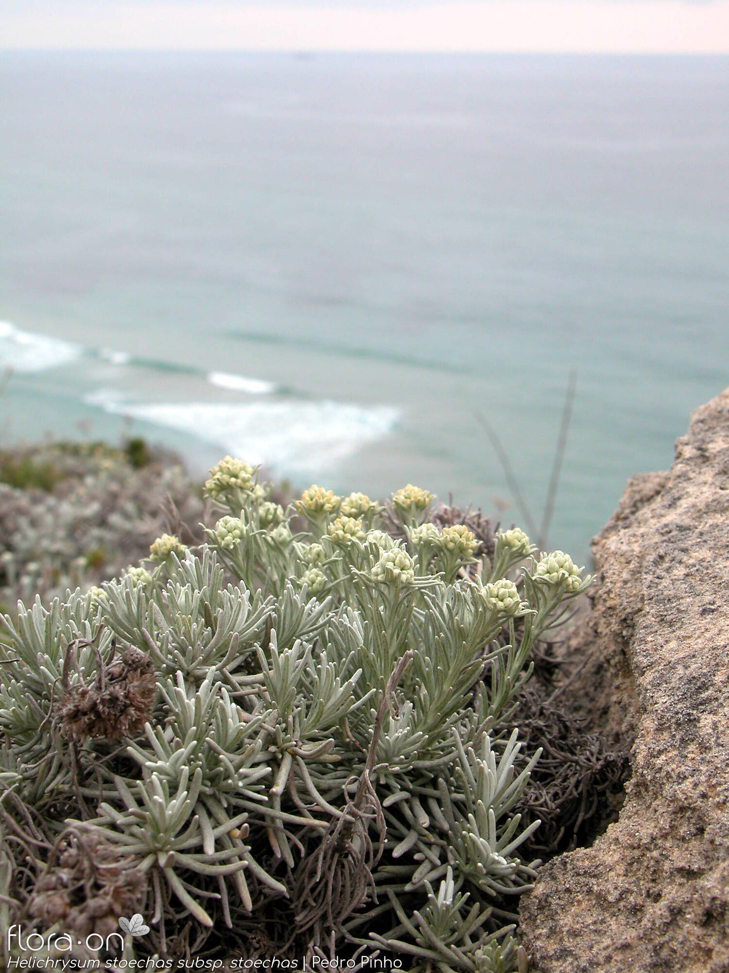 Helichrysum stoechas stoechas - Hábito | Pedro Pinho; CC BY-NC 4.0