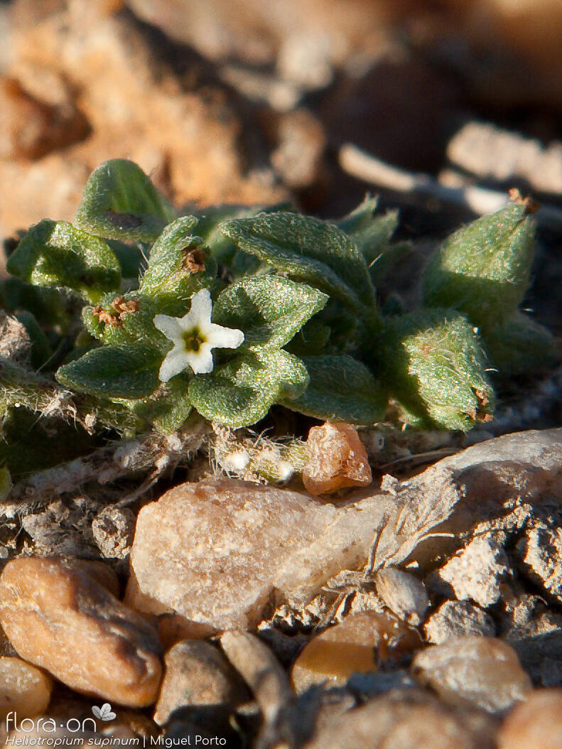 Heliotropium supinum - Flor (close-up) | Miguel Porto; CC BY-NC 4.0