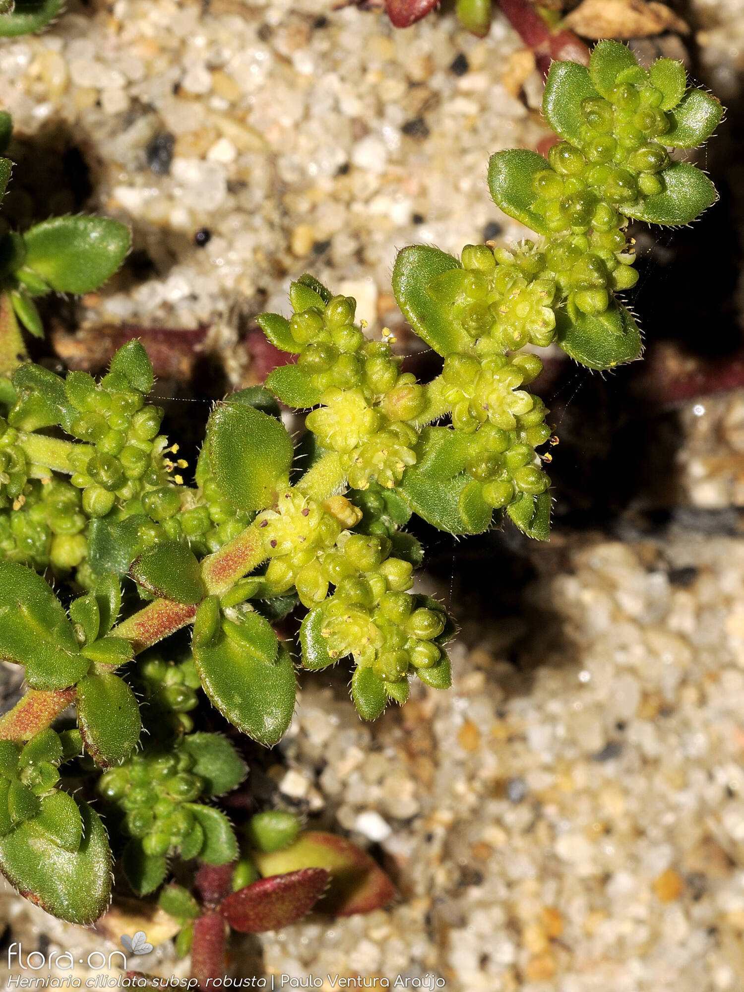 Herniaria ciliolata robusta - Flor (geral) | Paulo Ventura Araújo; CC BY-NC 4.0