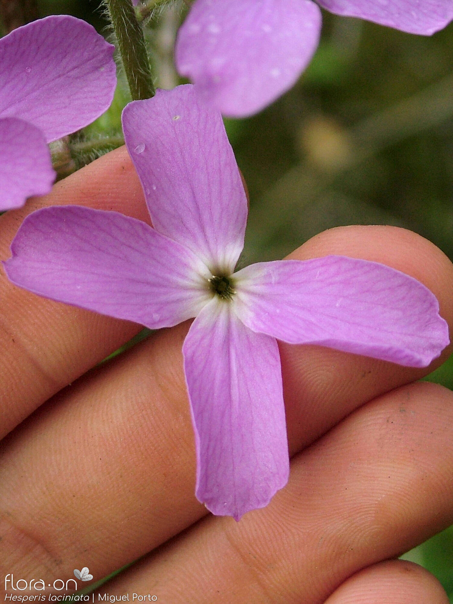 Hesperis laciniata - Flor (close-up) | Miguel Porto; CC BY-NC 4.0