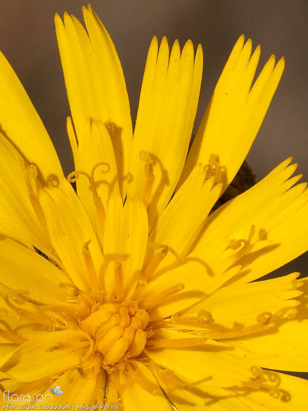Hieracium sabaudum - Flor (close-up) | Miguel Porto; CC BY-NC 4.0