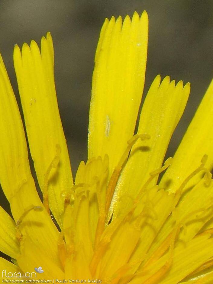 Hieracium umbellatum - Flor (close-up) | Paulo Ventura Araújo; CC BY-NC 4.0