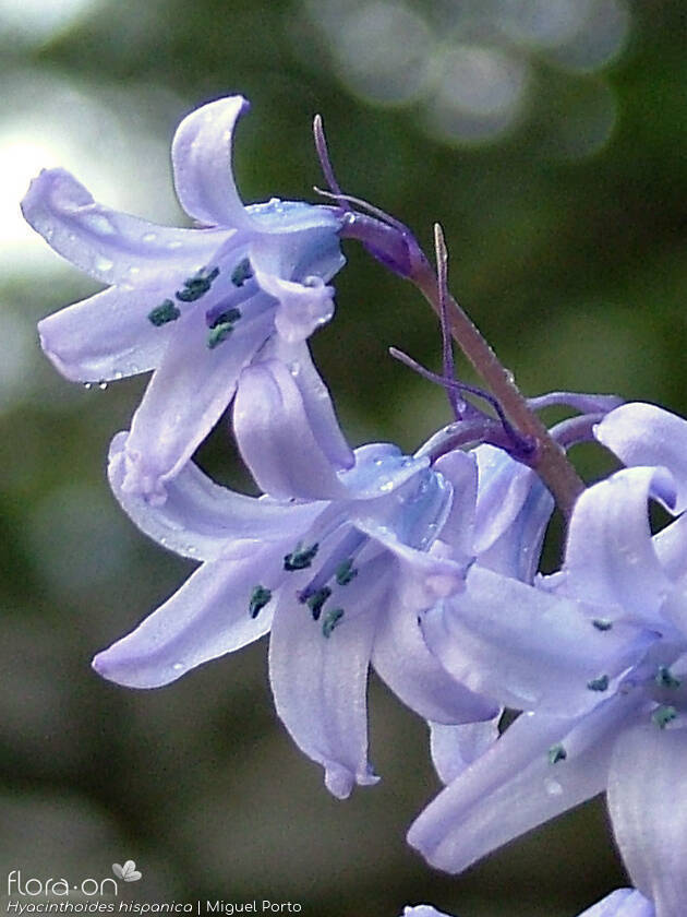 Hyacinthoides hispanica - Flor (close-up) | Miguel Porto; CC BY-NC 4.0