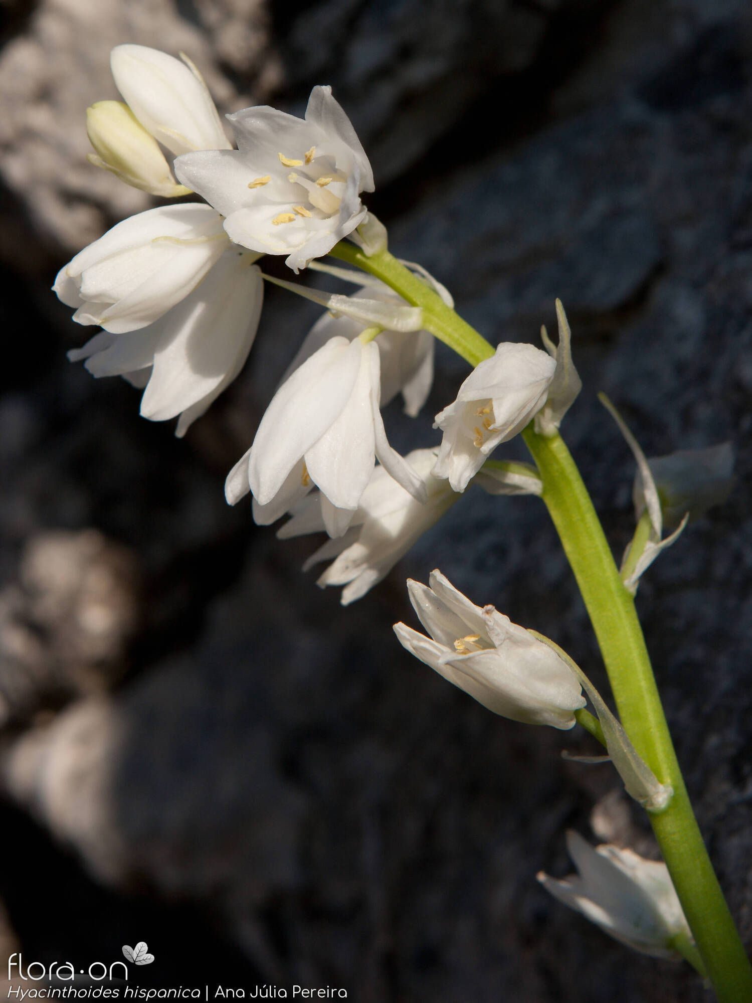 Hyacinthoides hispanica - Flor (geral) | Ana Júlia Pereira; CC BY-NC 4.0