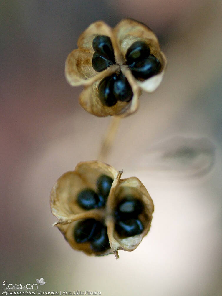 Hyacinthoides hispanica - Fruto | Ana Júlia Pereira; CC BY-NC 4.0