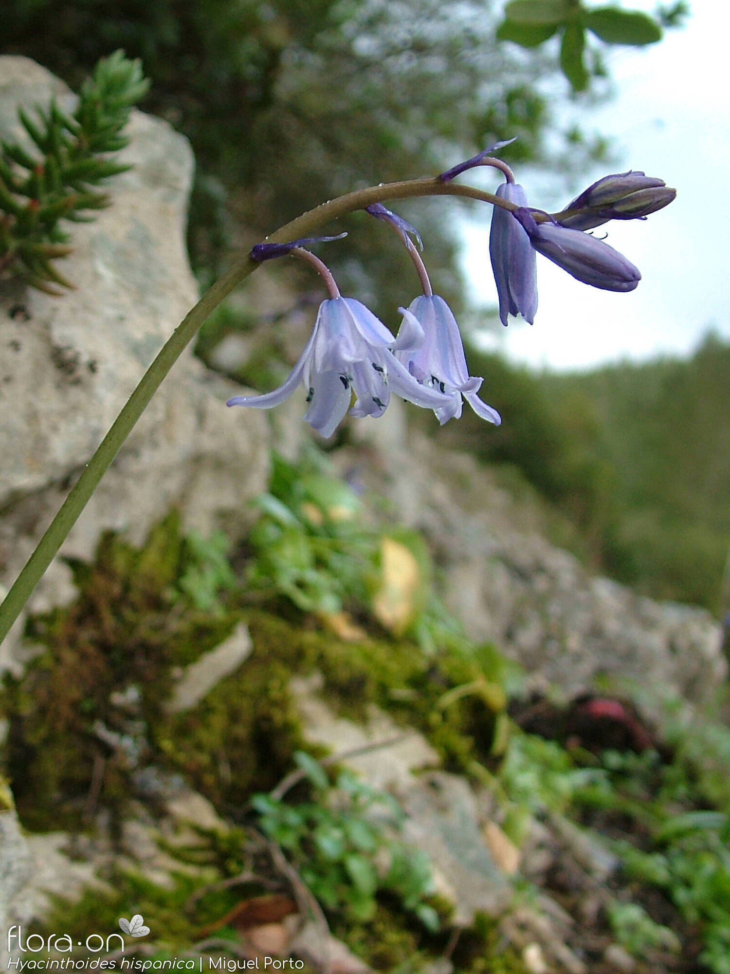 Hyacinthoides hispanica - Flor (geral) | Miguel Porto; CC BY-NC 4.0