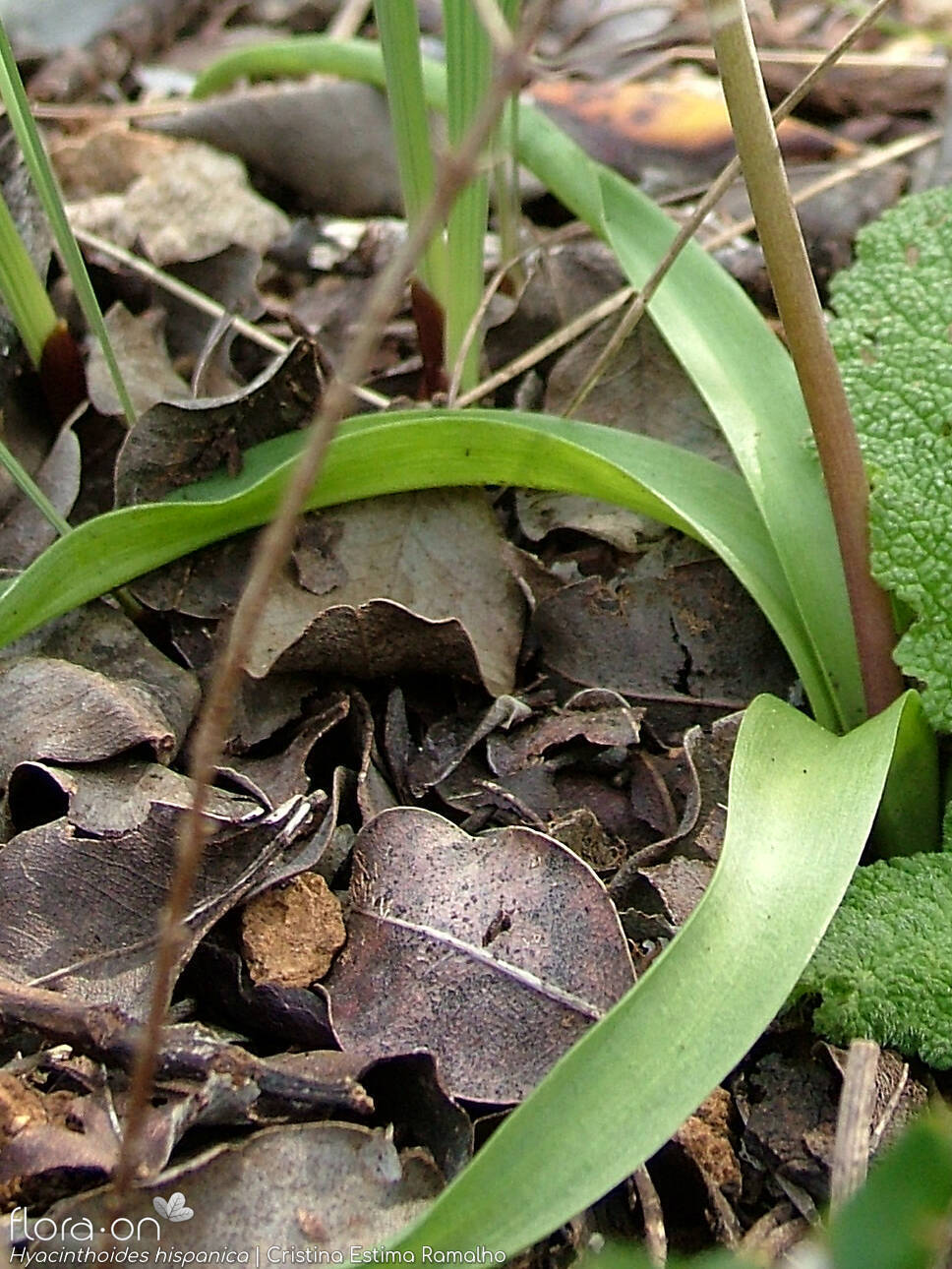 Hyacinthoides hispanica - Folha | Cristina Estima Ramalho; CC BY-NC 4.0
