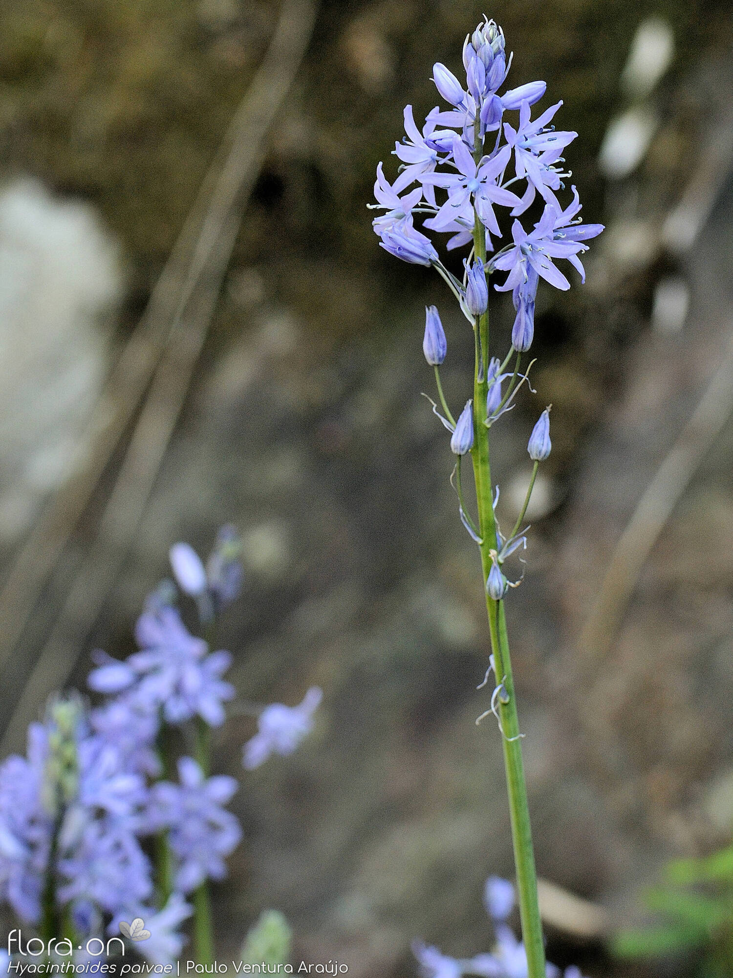 Hyacinthoides paivae - Flor (geral) | Paulo Ventura Araújo; CC BY-NC 4.0
