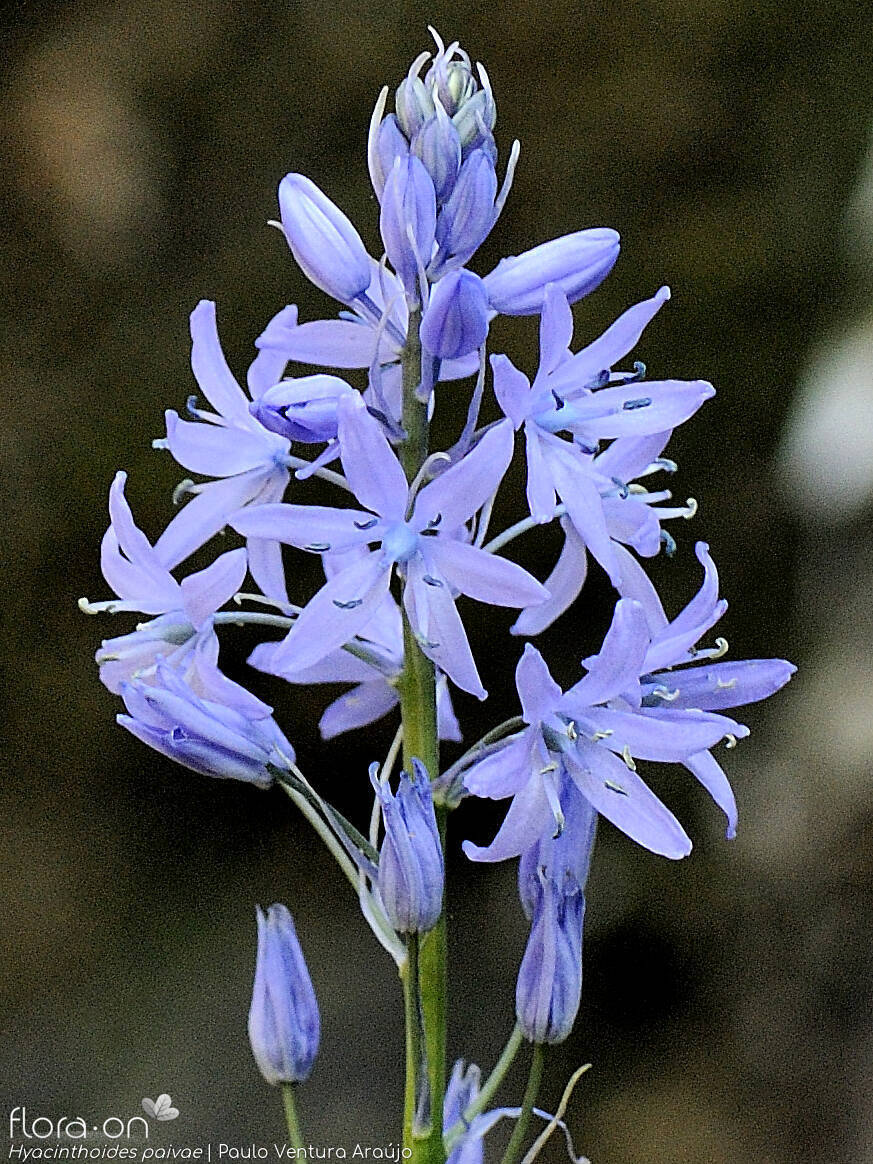 Hyacinthoides paivae - Flor (geral) | Paulo Ventura Araújo; CC BY-NC 4.0