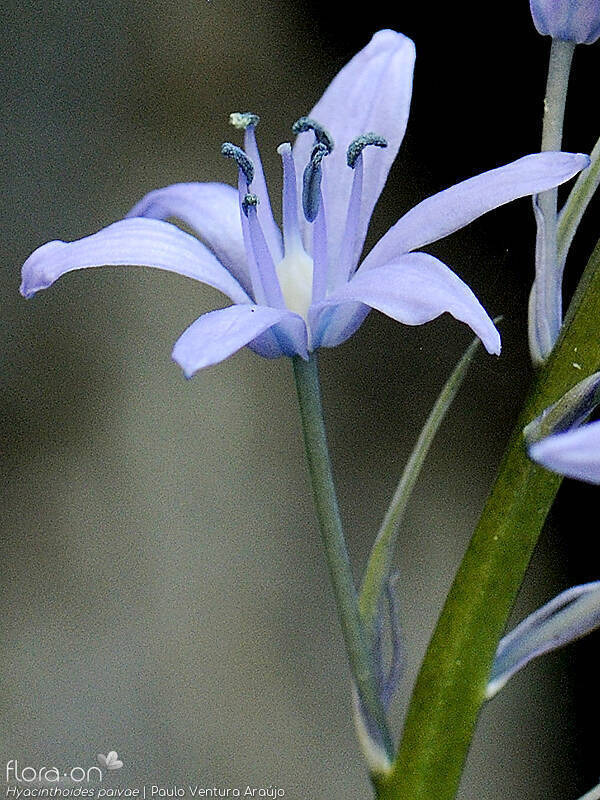 Hyacinthoides paivae - Flor (close-up) | Paulo Ventura Araújo; CC BY-NC 4.0