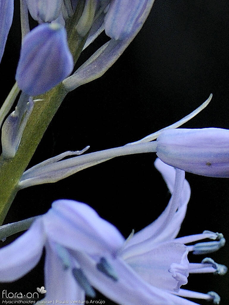 Hyacinthoides paivae - Bráctea | Paulo Ventura Araújo; CC BY-NC 4.0