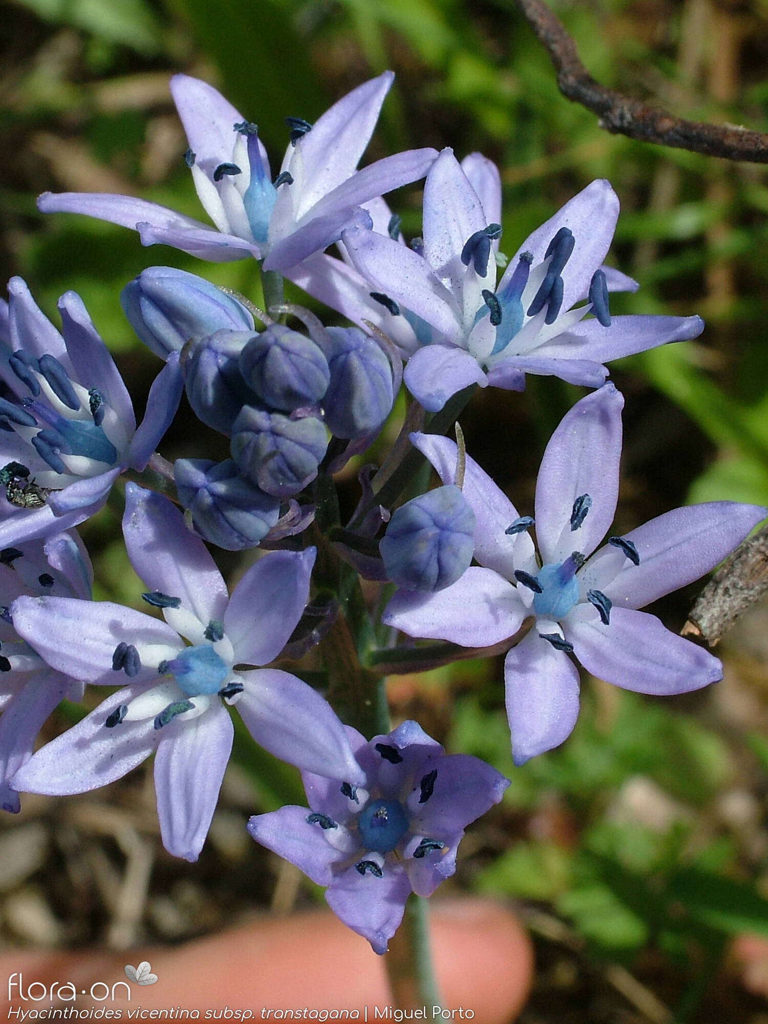 Hyacinthoides vicentina - Flor (geral) | Miguel Porto; CC BY-NC 4.0