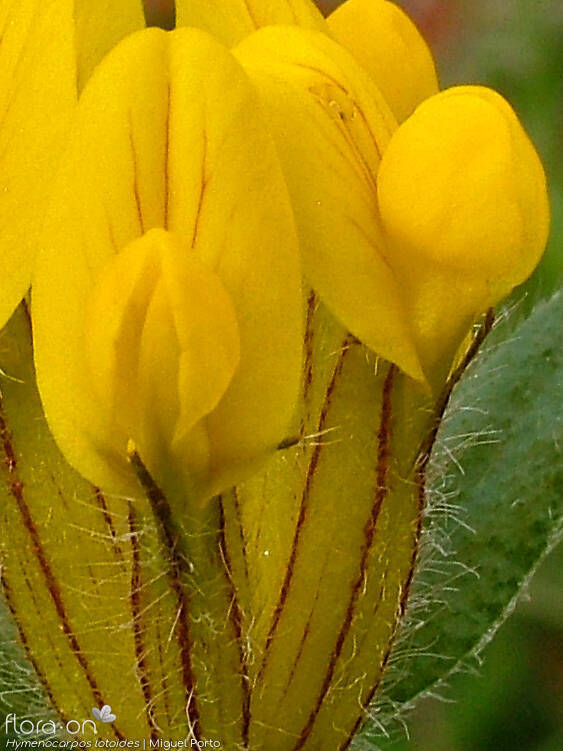 Hymenocarpos lotoides - Flor (close-up) | Miguel Porto; CC BY-NC 4.0
