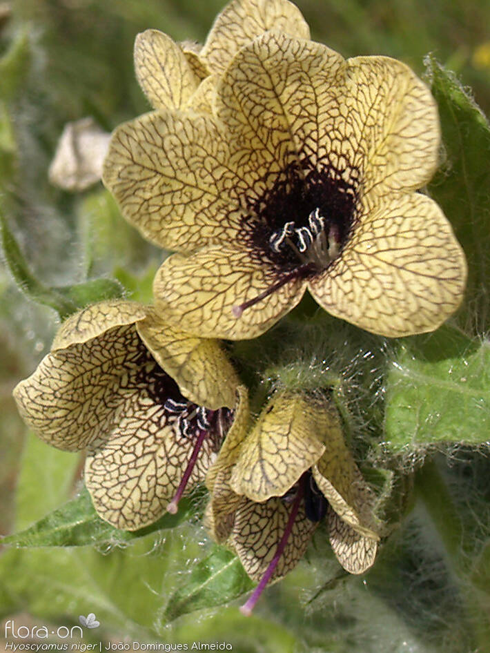 Hyoscyamus niger - Flor (close-up) | João Domingues Almeida; CC BY-NC 4.0