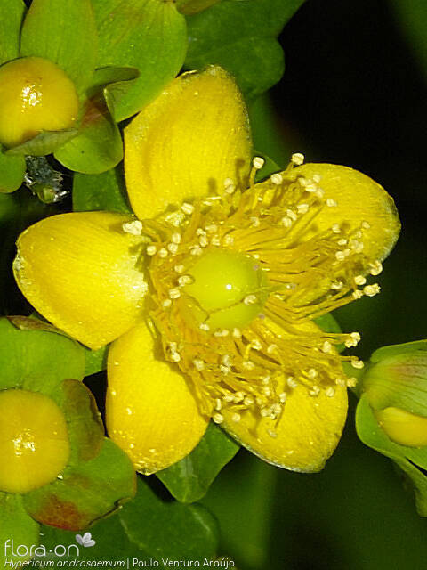 Hypericum androsaemum - Flor (close-up) | Paulo Ventura Araújo; CC BY-NC 4.0