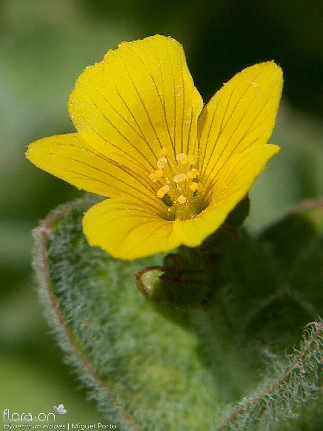Hypericum elodes - Flor (close-up) | Miguel Porto; CC BY-NC 4.0