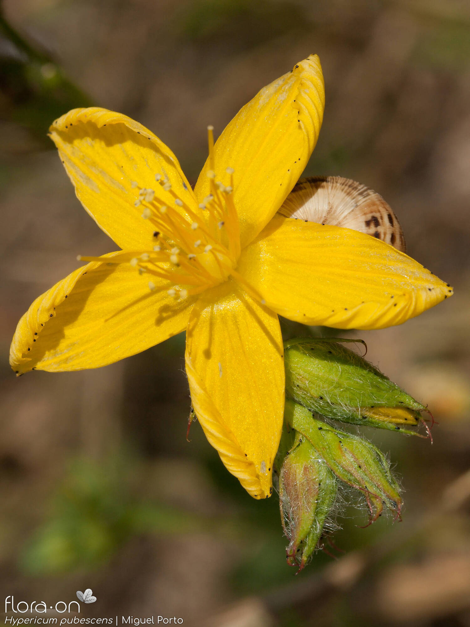 Hypericum pubescens - Flor (close-up) | Miguel Porto; CC BY-NC 4.0