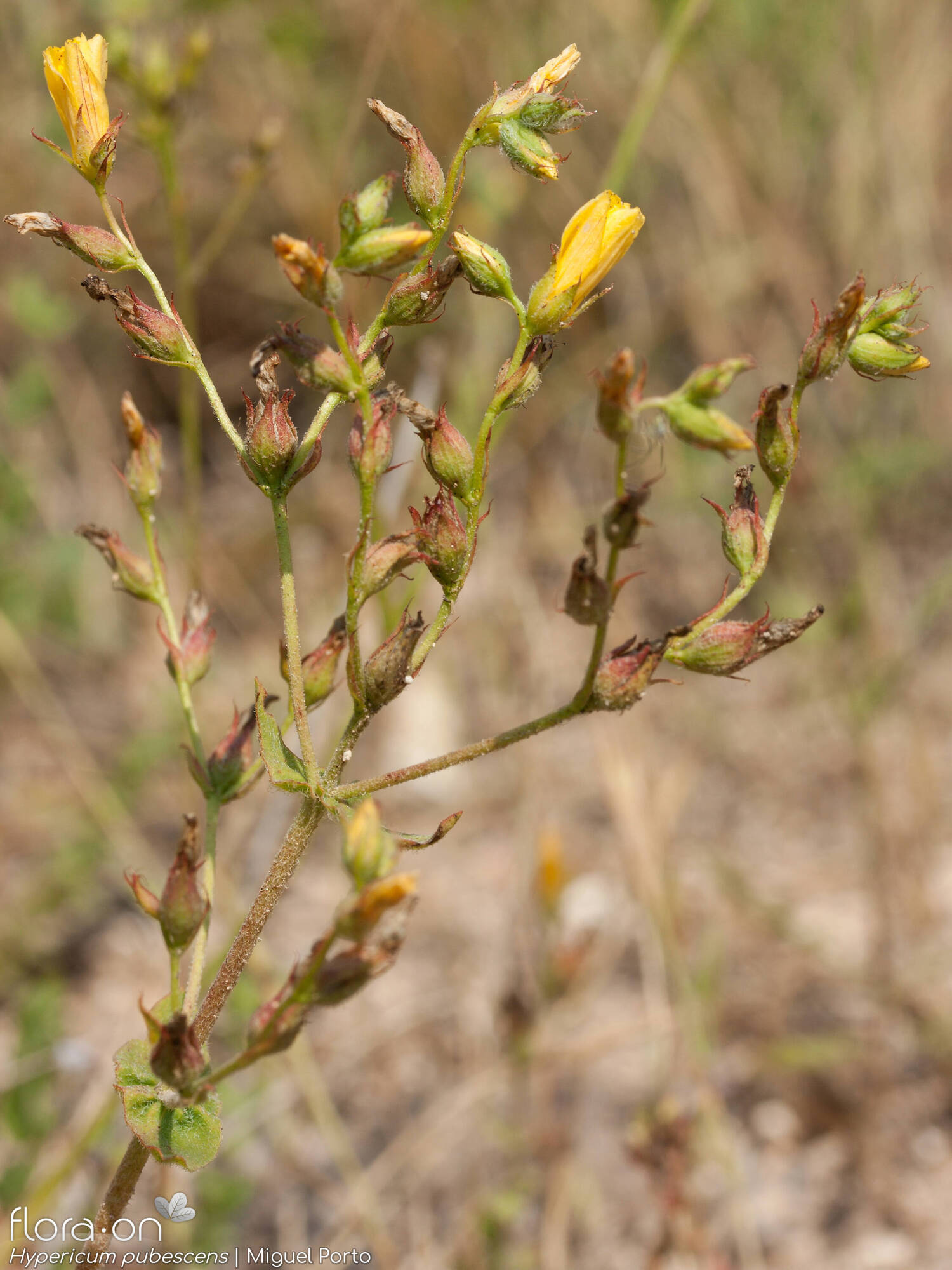 Hypericum pubescens - Flor (geral) | Miguel Porto; CC BY-NC 4.0