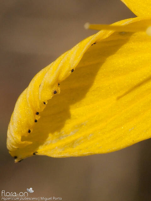Hypericum pubescens - Flor (close-up) | Miguel Porto; CC BY-NC 4.0