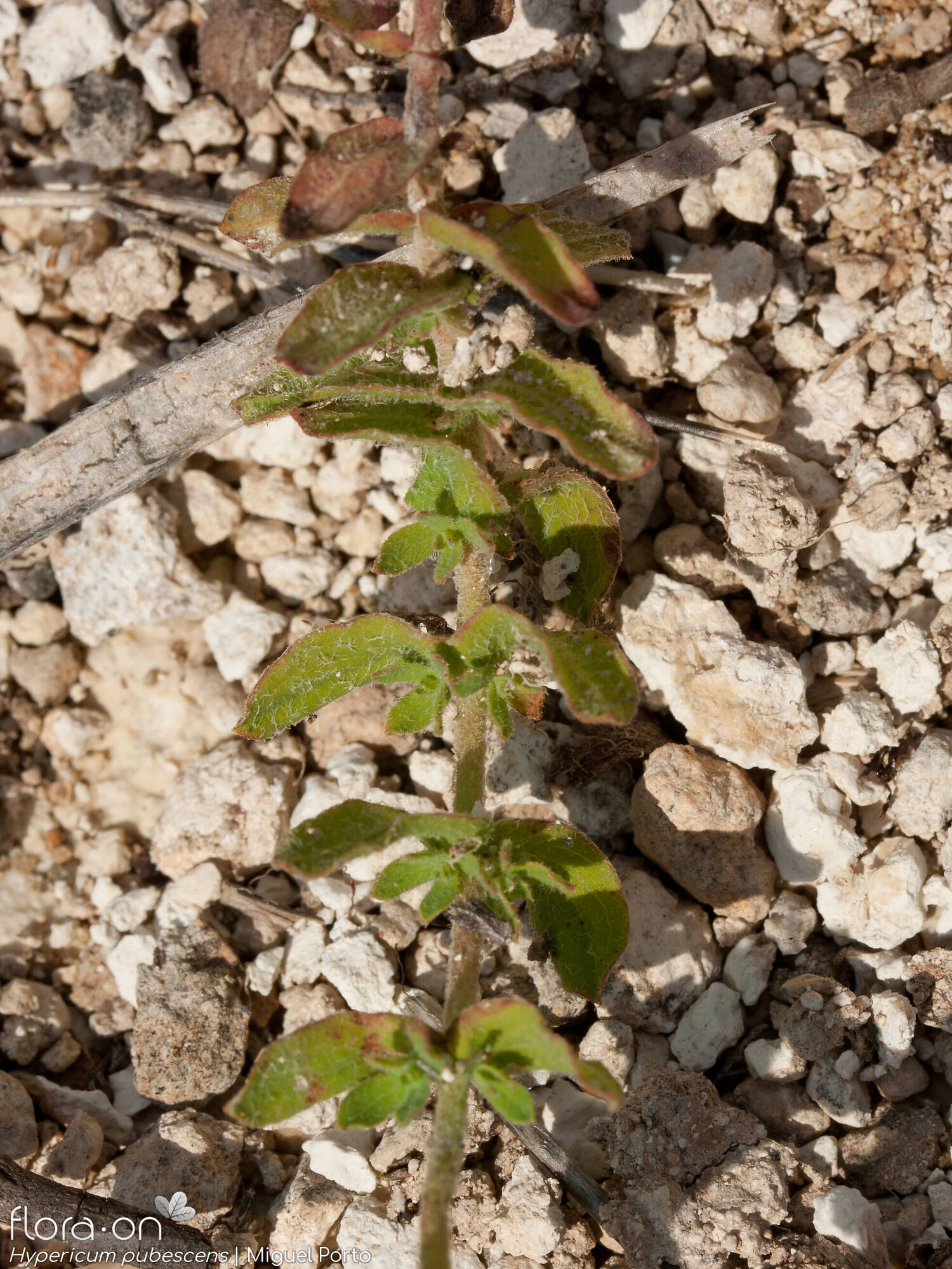 Hypericum pubescens - Ramo | Miguel Porto; CC BY-NC 4.0